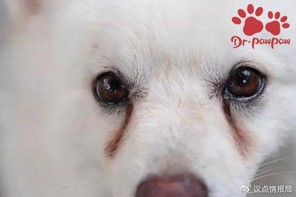 狗狗结膜炎