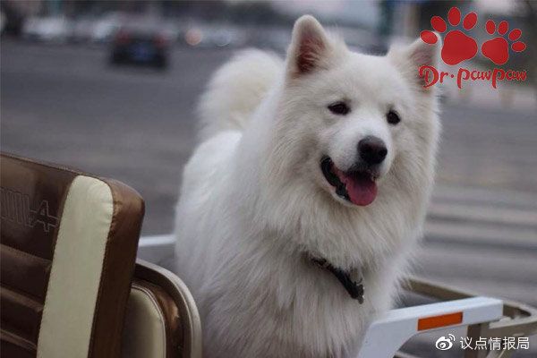 狗狗结膜炎