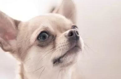 吉娃娃眼睛平时应该怎么护理？眼疾该怎么治疗？