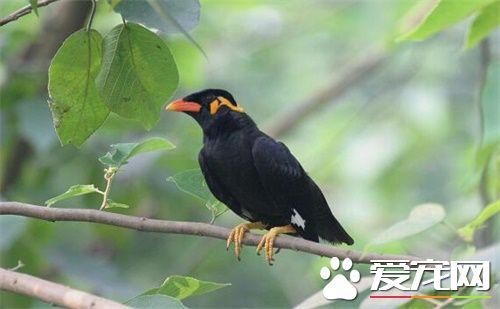 鹩哥好养吗 小鹩哥最好每三小时喂一次