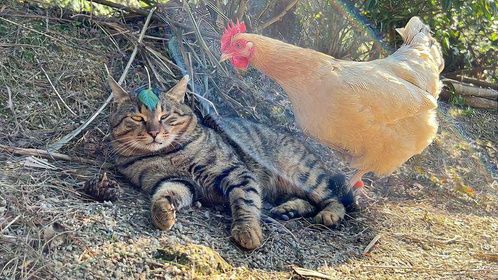猫咪带大的母鸡，长大了依旧粘着猫