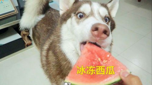 骗二哈吃冰冻西瓜，二哈怕磕坏牙，只敢舔一舔！