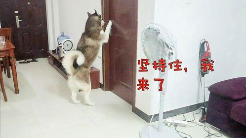 女主人躲进房间，假装发出惨叫声，哈士奇会有何反应？