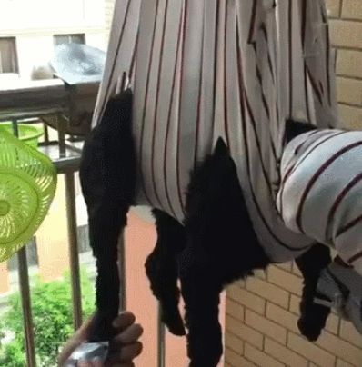 吆西！论如何给宠物剪毛