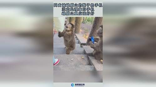 网友被峨眉山的猴子抢手机，淡定处理拿回手机，峨眉山真应该好好