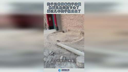 狗子经常围着链子转，地面已经凹陷下去了，再过几年狗子就自由了