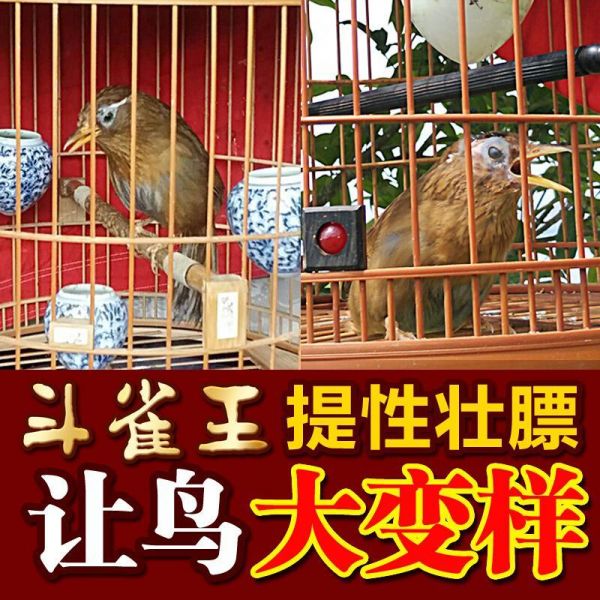 斗雀王提性壮膘饲料打彩饲料手工画眉鸟食饲料斗鸟鸟粮