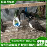 观赏宠物鸟活体 小孔雀活体幼苗出售批发 特种养殖观赏孔雀租赁