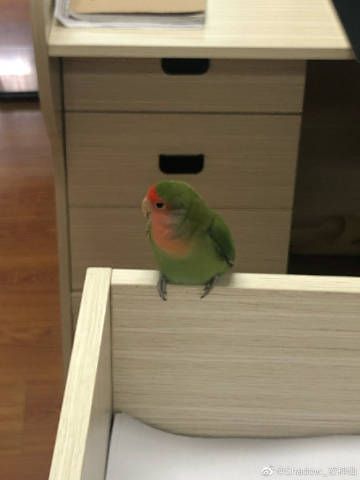 等比图