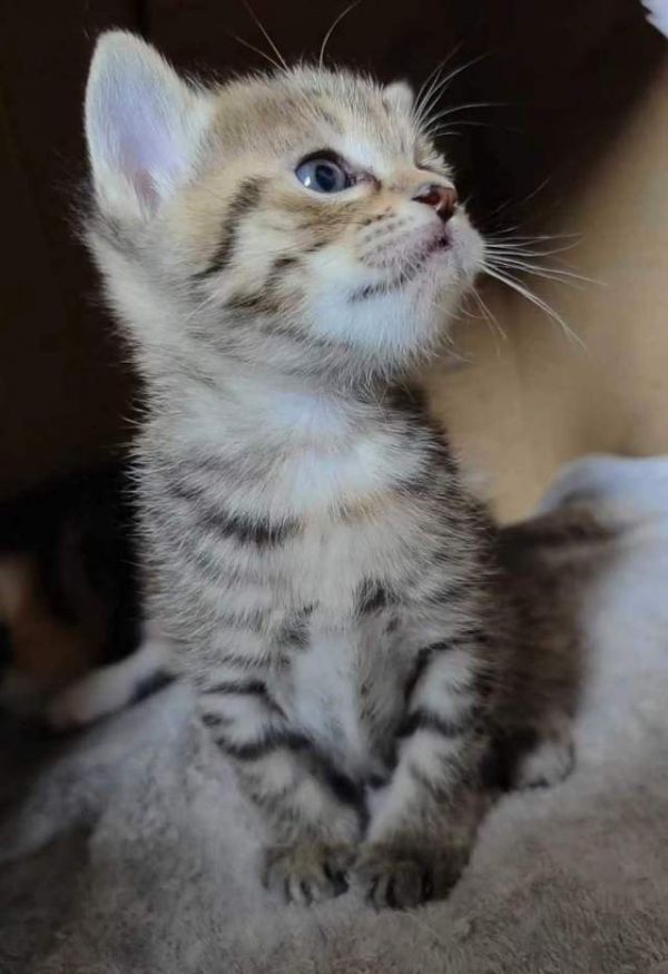 9月26日黄冈市黄州区领养猫,宠物猫,猫咪【领养启示/启事】