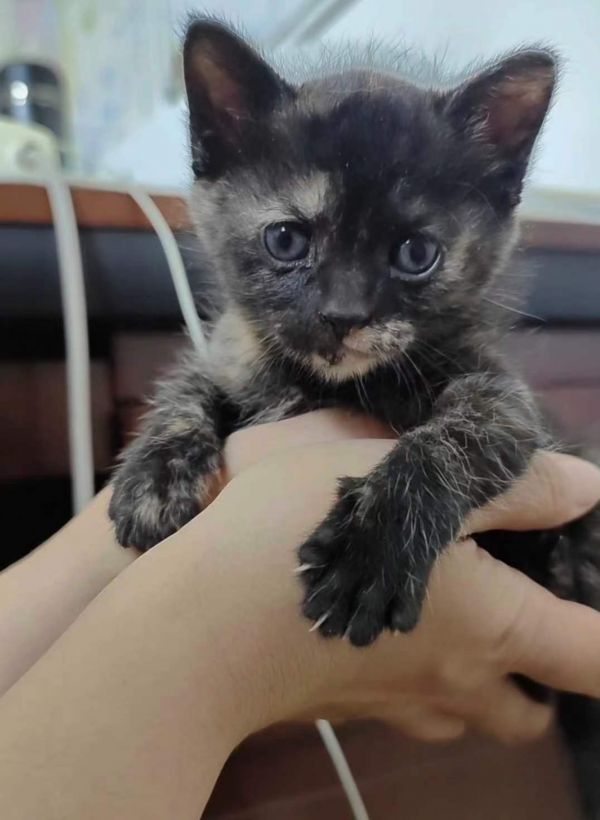 9月26日黄冈市黄州区领养猫,宠物猫,猫咪【领养启示/启事】