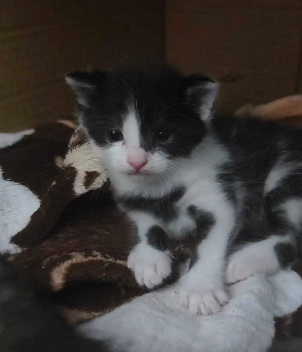 9月26日黄冈市黄州区领养猫,宠物猫,猫咪【领养启示/启事】