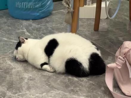 这睡姿挺新鲜啊#猪咪 #宝宝你是一头小猪 #猫咪日常