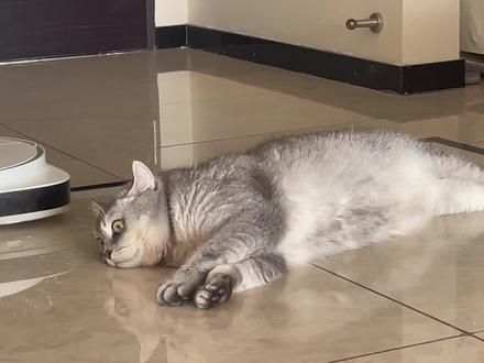 #记录猫咪日常 #没有一口猫粮是白吃的 我就要躺在这