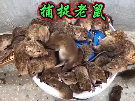用两只气球就能捕捉上百只老鼠！ #神奇动物在抖音