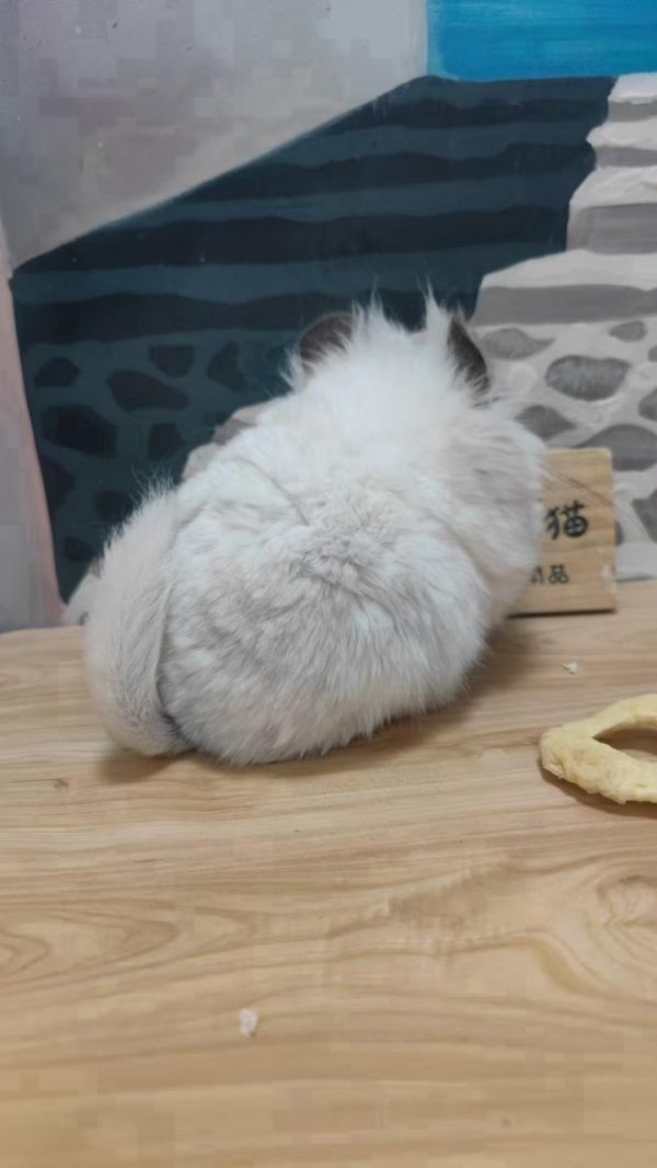 非常健康的长毛龙猫。胖乎乎的，很可爱星姐龙猫夏日特惠be95精品长毛带紫基因银斑弟弟2500待领生日11.23全国包活包健康 终身客服#神奇动物在抖音 #龙猫 #神奇动物在抖音 #龙猫日常 #萌宠日常记录
