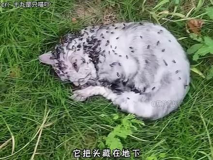 #十九 #猫
