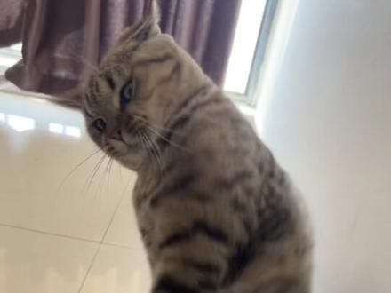 每天都要练练功#猫咪 #我和我的猫 #我和我的怨种猫咪