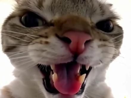 #猛兽 鼠鼠