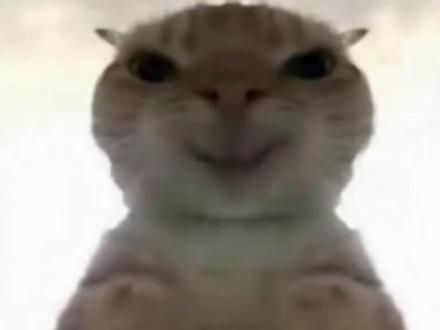 这猫怎么鼠里鼠气的 #小猫可以治愈一切