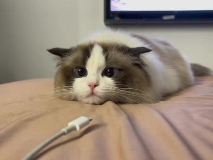 好可爱的耳朵！#有镜头感的小猫 #悠闲的摆烂小猫