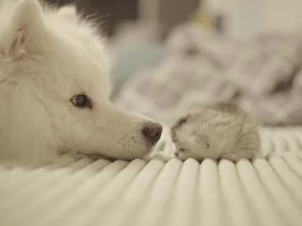 该来的终究还是来了，感情淡了回不去了……#猫狗双全 #猫狗日记 #萨摩耶 #万物可爱计划 #可爱在我家