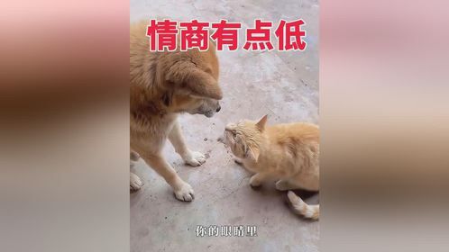 狗狗情商特别低，它不明白猫咪说的话！