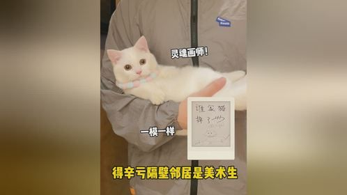 我的猫差点就丢了