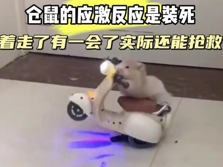 养仓鼠的冷知识,不知道的人已经送走三只仓鼠了 #仓鼠应激 #仓鼠睡觉的样子