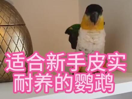 适合新手皮实耐养的鹦鹉#鹦鹉#手养鹦鹉 #鹦鹉鹦鹉萌萌哒逗鹦鹉 #小鹦鹉 #鹦鹉小白