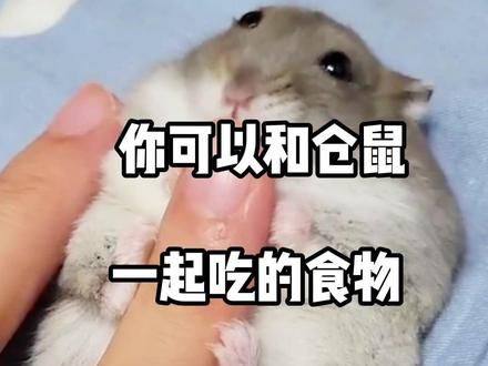 你可以和仓鼠一起吃的食物有哪些?#金丝熊 #仓鼠 #养鼠日常分享