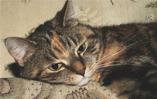 猫咪毛发干燥怎么办 猫咪毛发干燥要注意洗澡频率