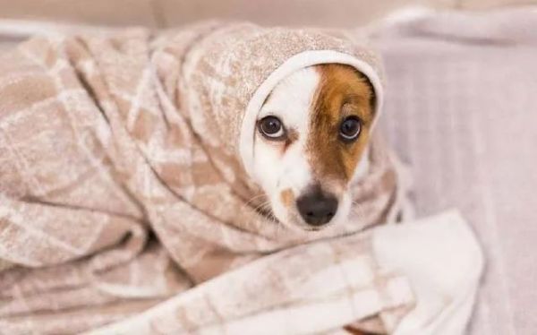 狗狗