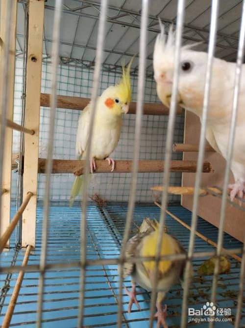 饲养宠物鸟每天都要做些什么？