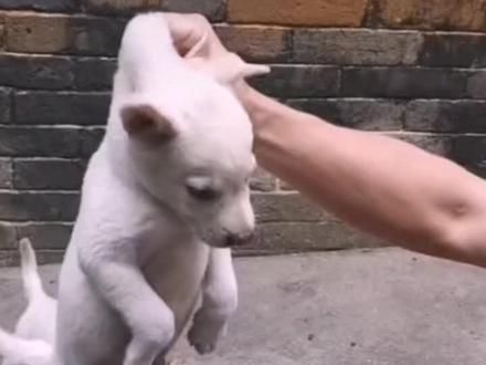 #中华田园犬 #狗狗 #田园犬 #广西土猎犬 ，上门挑选狗仔，在它吃饭的时候，用这些方法，就可以判断狗的胆量，
