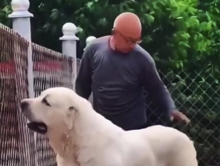 你知道让狼等猛兽害怕的狗，是谁吗？#恶霸犬