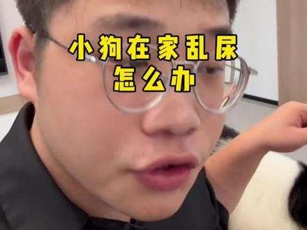 小狗在家乱尿，狗味大怎么办？其实很简单！#养狗经验分享 #狗狗 #新手养狗 #科学养宠攻略