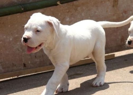 杜高犬皮肤过敏怎么办？怎么才能治好过敏？