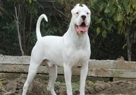 杜高犬皮肤过敏怎么办？怎么才能治好过敏？