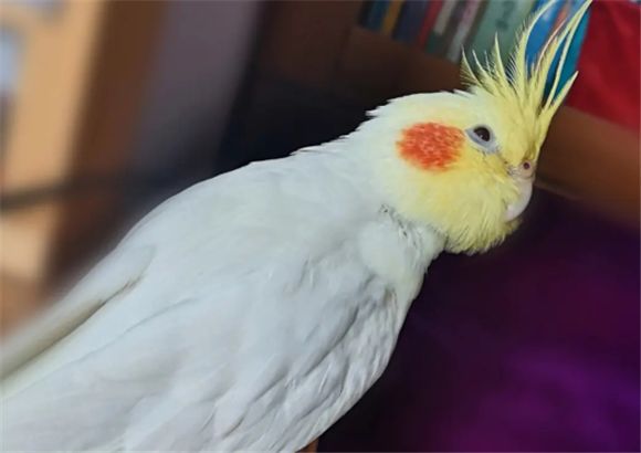 玄凤鹦鹉是保护动物吗
