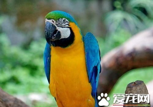 蓝喉金刚鹦鹉是北京市保护动物吗 是国家二级保护动物