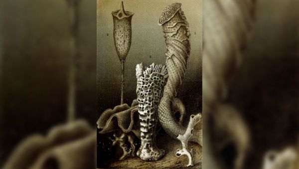 地球上寿命最长的10种动物：上万年甚至永生不是梦！