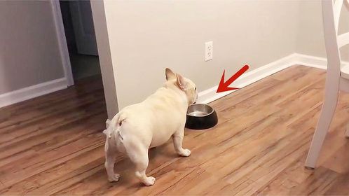 斗牛犬冲进厨房干饭，结果发现饭盆空空如也，下一秒忍住别笑！