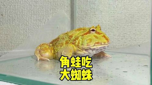 毒蜘蛛遭遇大角蛙，没想到是这样的结果