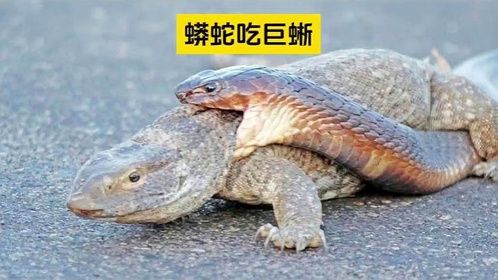 毒蛇想活吞蜥蜴，奈何蜥蜴巨大
