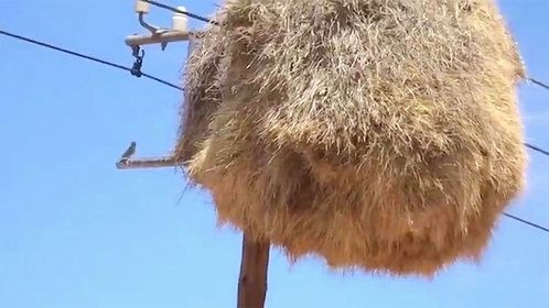 杆子上悬挂着一堆草垛，男子作死非要捅下来，下一秒后悔不已