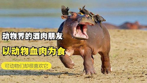 动物界的“酒肉朋友”，以动物血肉为食，可动物们却很喜欢它？