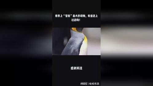世界上“官衔”最大的动物，有些还上过战场！