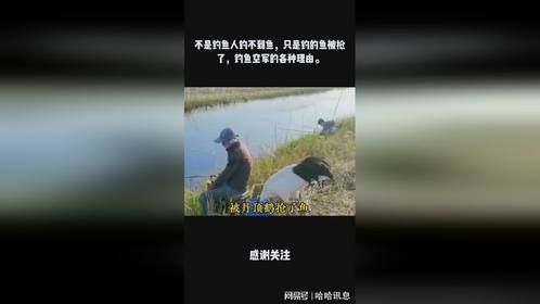 不是钓鱼人钓不到鱼，只是钓的鱼被抢了，钓鱼空军的各种理由。