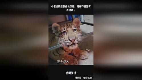 小老虎奶豆的成长历程，现在咋感觉有点埋汰。